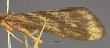 Media type: image;   Entomology 11033 Aspect: Wing front